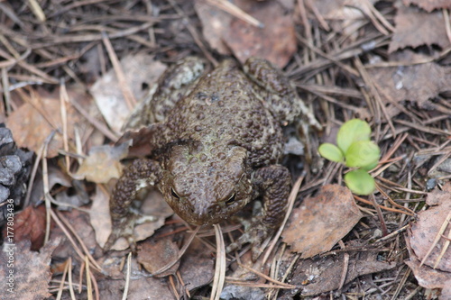 Маленькая жаба в траве.