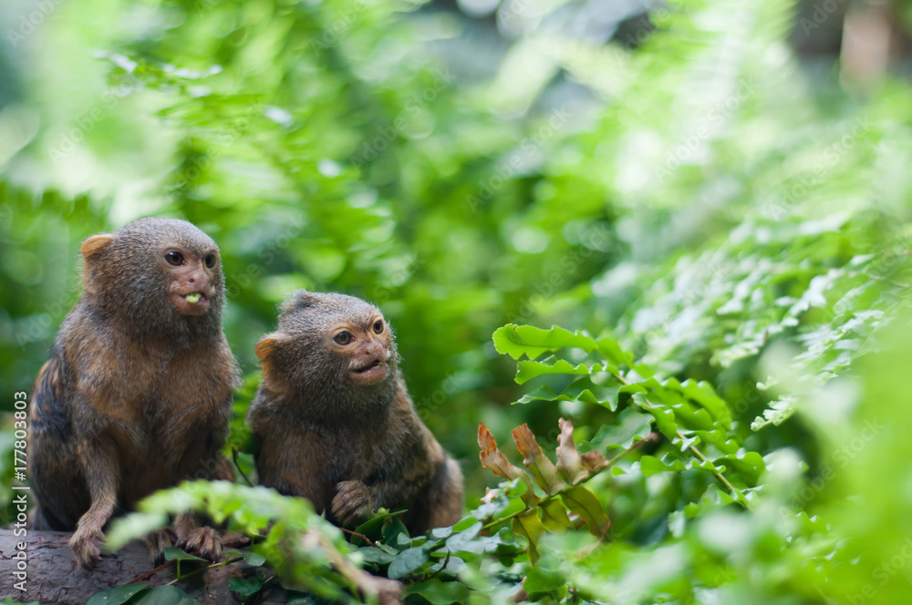 Fototapeta premium Pair of pygmy monkeys