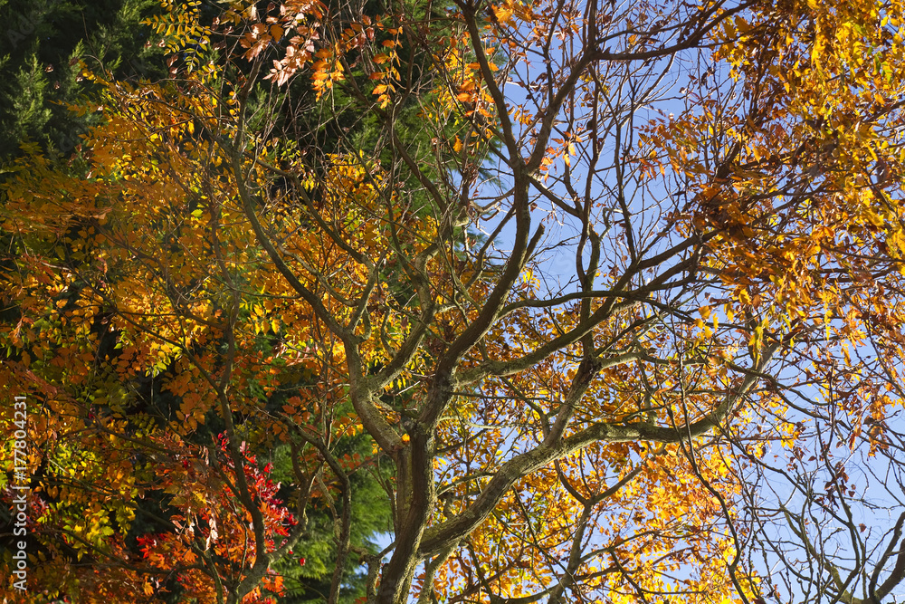 Herbstgarten Herbstgarten