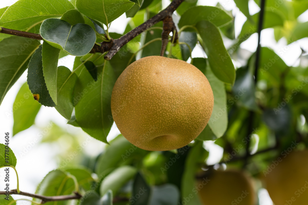 樹上の梨の実