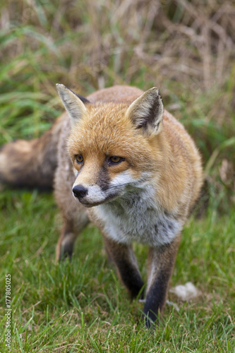 Red Fox photo