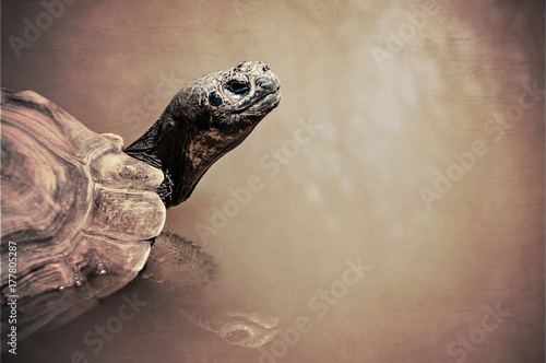 Fotografie Turtle In Water With Reflection