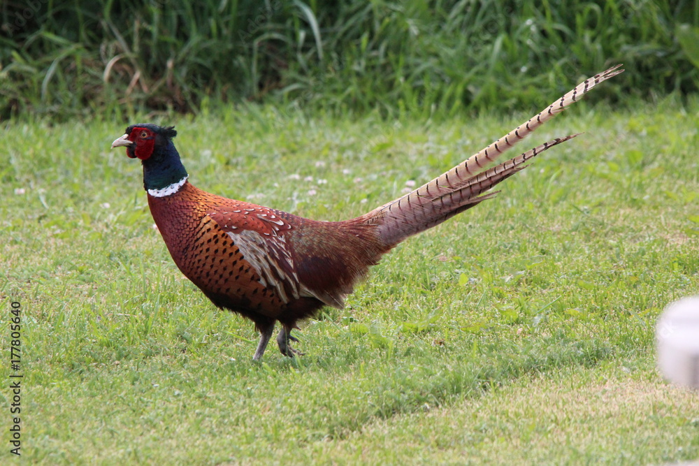 Fototapeta premium Birdie on the green