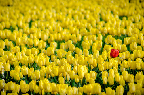 Fotografija Outstanding in its Field