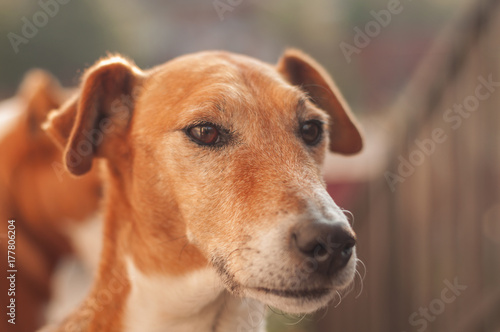fox terrier hunting dog portrait in autumn © pellephoto