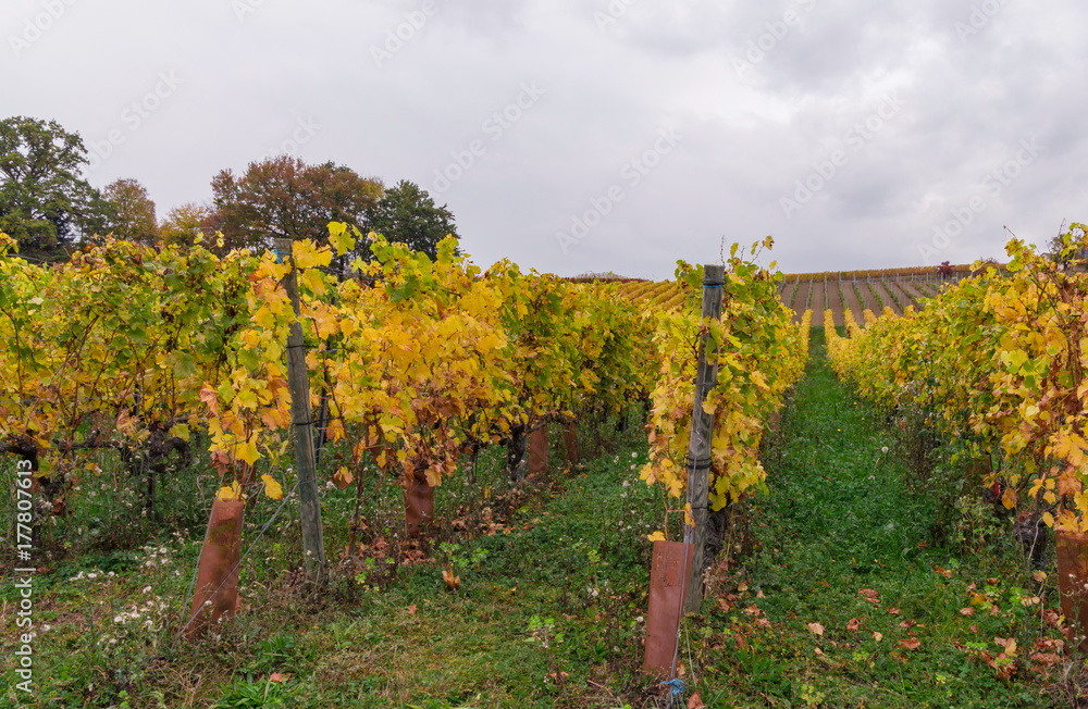 Multicolor vineyard at autumn 2