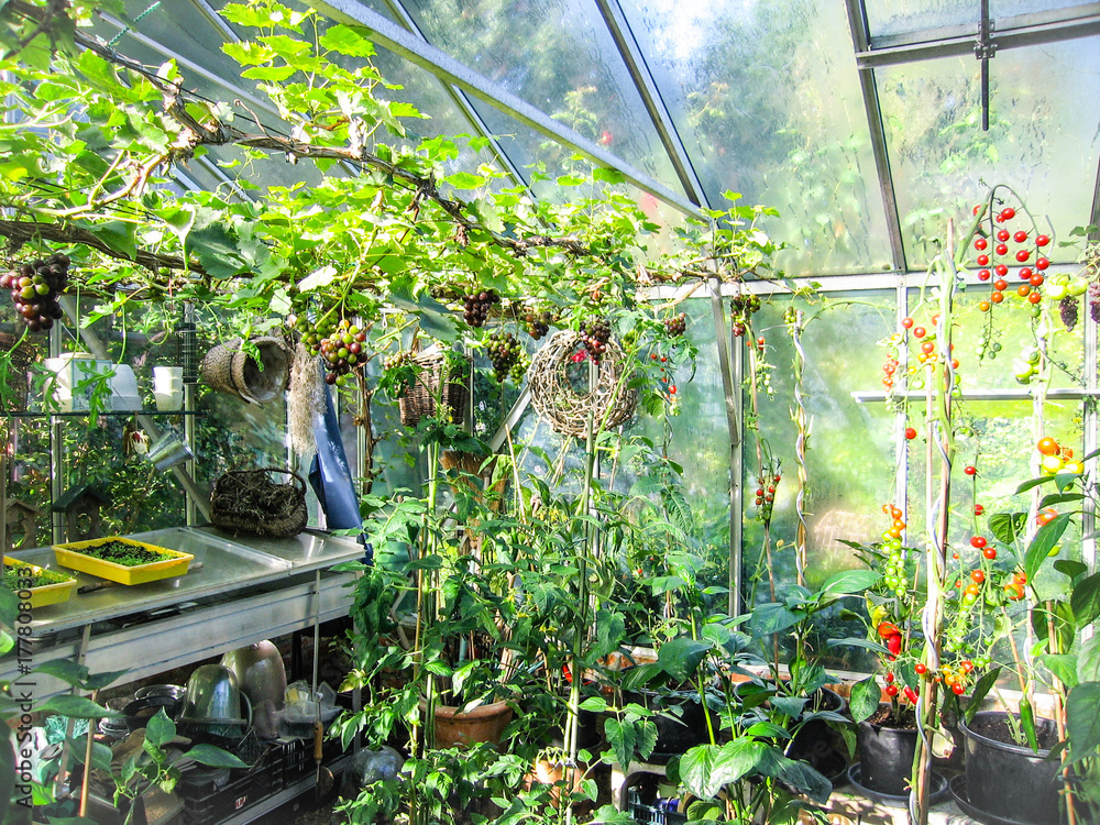 Growing summer vegetables and fruit in a private greenhouse Growing summer vegetables and fruit in a private greenhouse