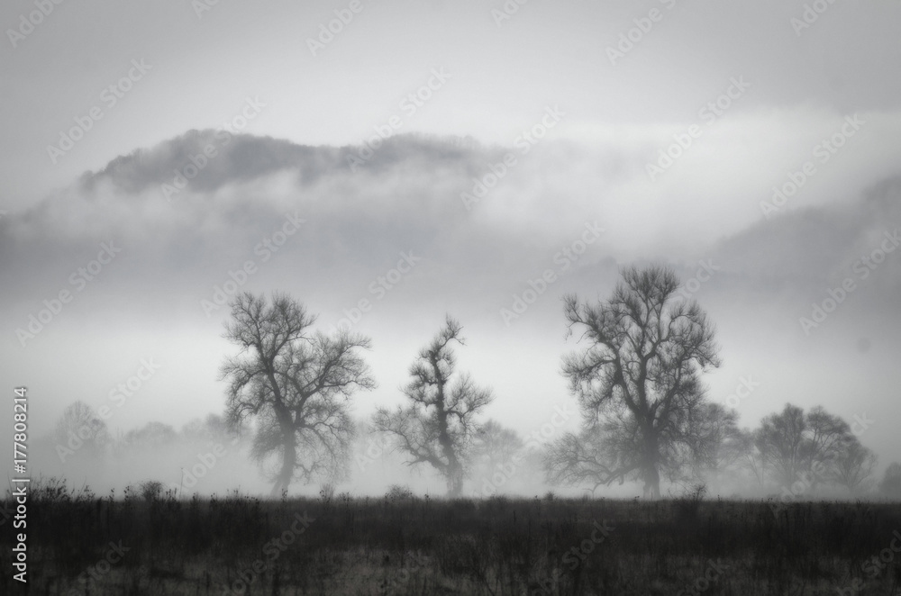Creepy trees on meadow in late autumn with fog Creepy trees on meadow in late autumn with fog