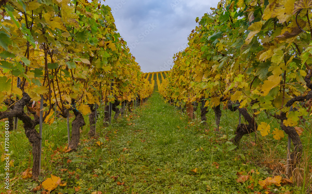 Fototapeta premium Multicolor vineyard at autumn 10
