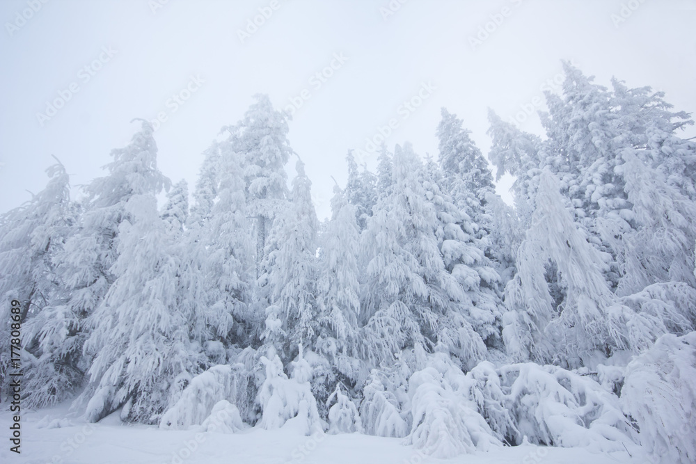 Obraz premium Mystischer Winter