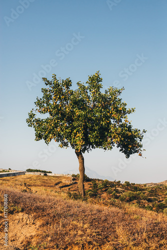 Single pear tree on the hill