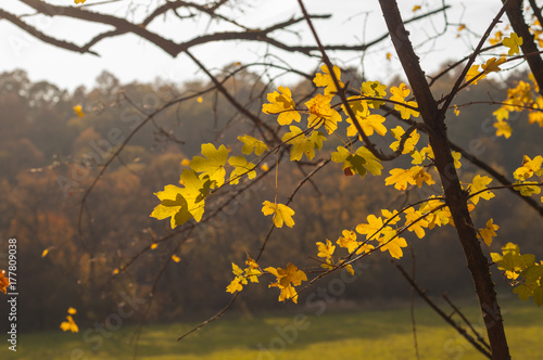 nature turned autumn, season of fall, beauty colorful leaf