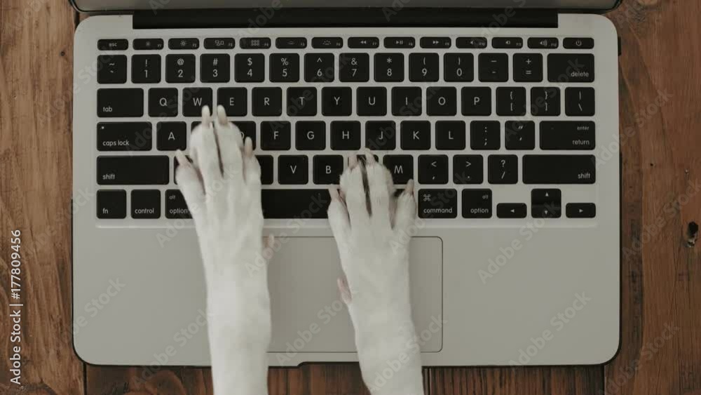 Funny and silly playful video of dog paws typing and pressing buttons on laptop keyboard nervously and rapidly. concept joke or freelance work in office, pet life and routine workplace