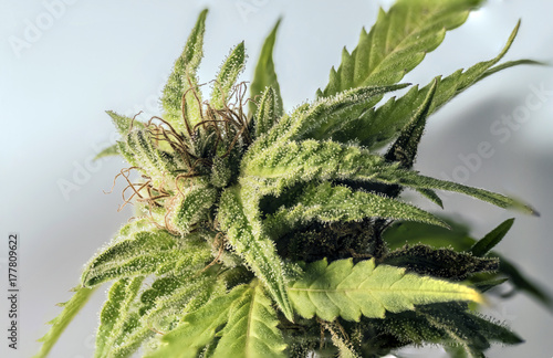 cannabis marihuana macro resin