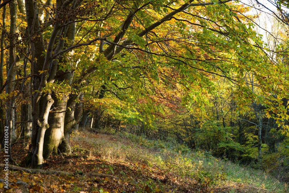 Naklejka premium Promienie słońca w jesiennym lesie
