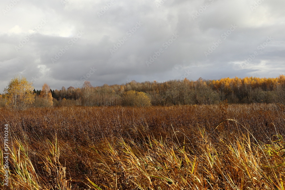 Fototapeta premium Forest with dry trees, grass and marshland