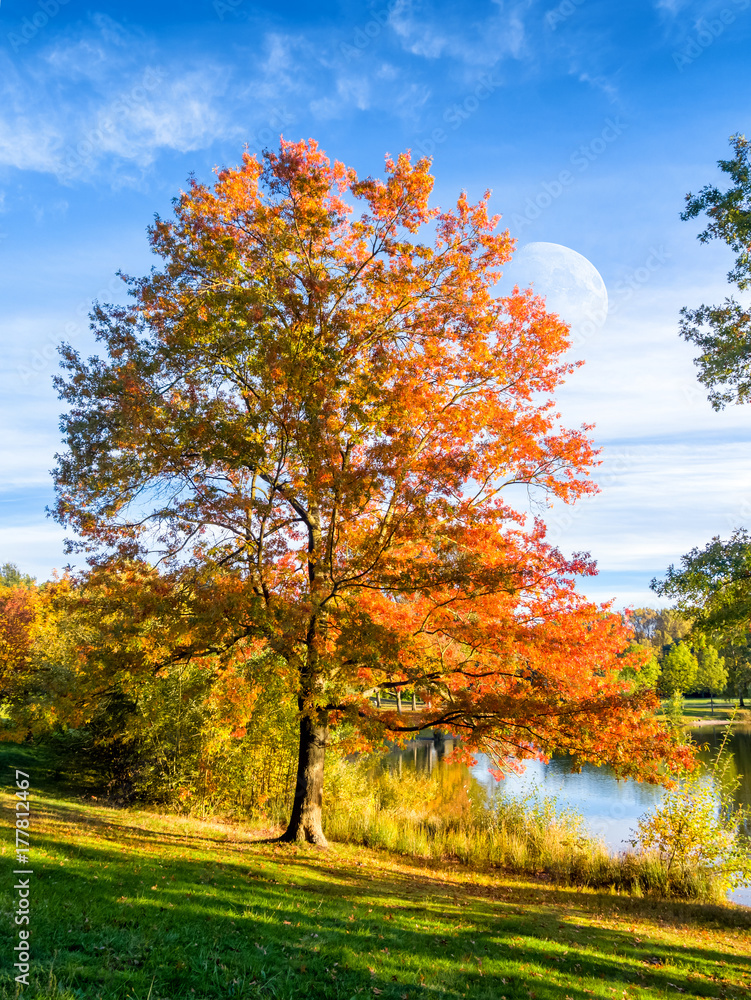 Baum mit roten Blättern im Herbst Baum mit roten Blättern im Herbst