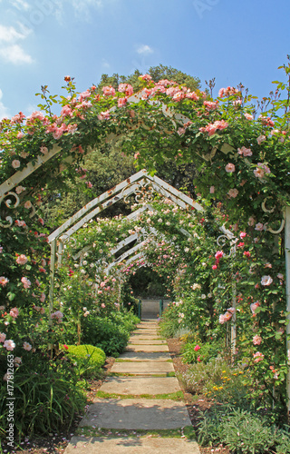 park alley arches entwined with roses
