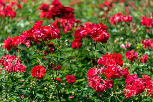 red roses garden background