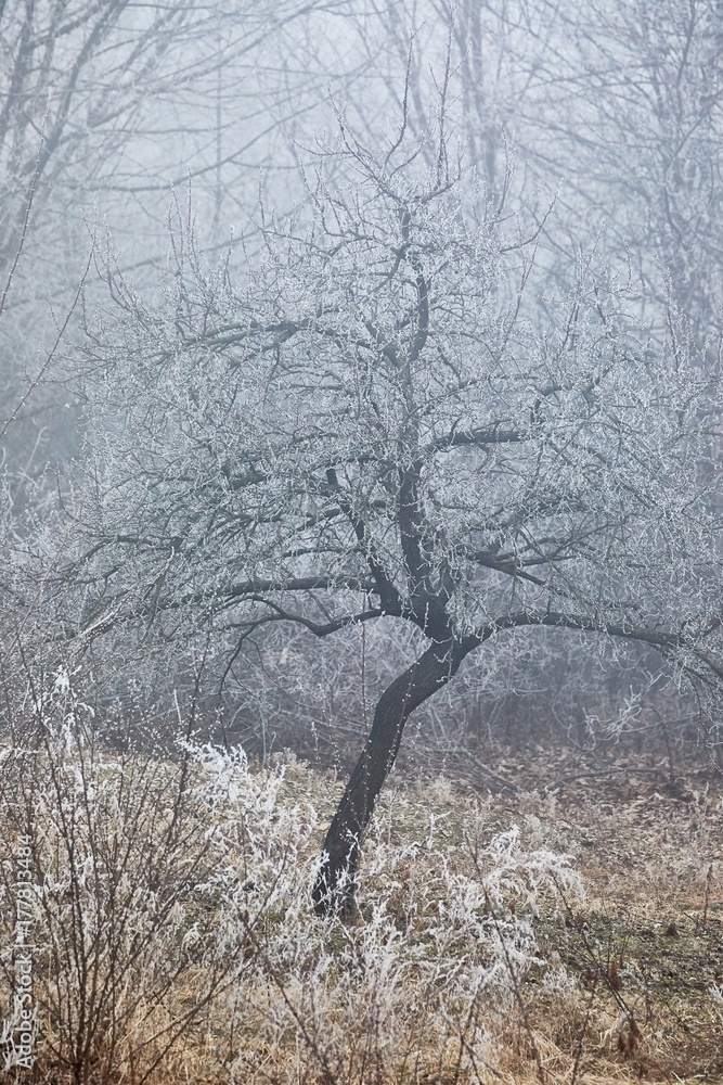 Winter tree frost Winter tree frost