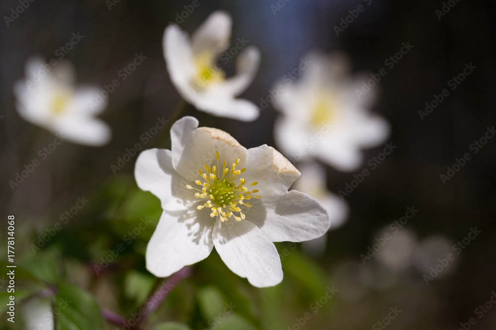 White flowers White flowers