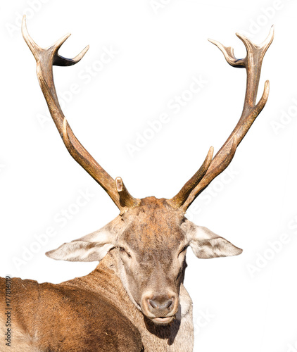 Deer with big antler