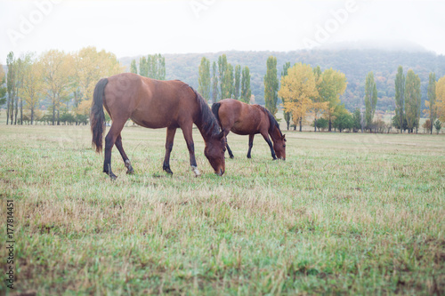 Brown horses © andranik123