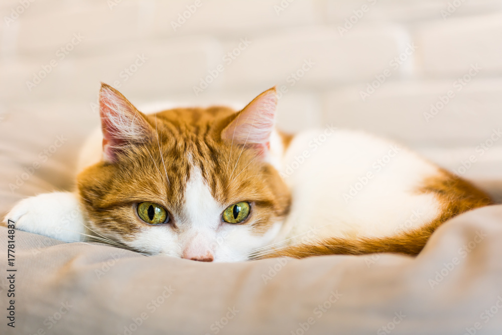 Ginger and white cat with hypnotizing green eyes, curled on gray pillow, looking straight into lenses