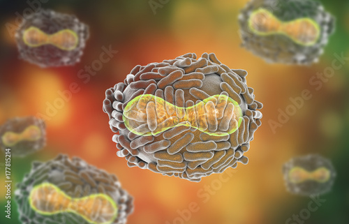 Variola virus, a virus from Orthopoxviridae family that causes smallpox, highly contagious disease eradicated by vaccination, 3D illustration photo