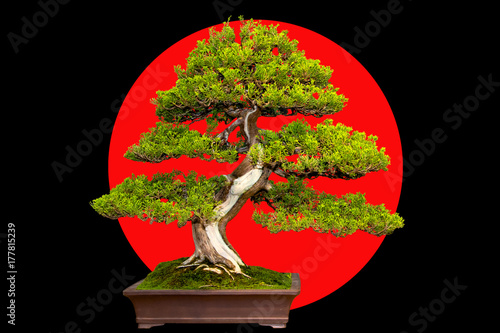 Traditional japanese bonsai miniature tree in a ceramic pot on a black and red background.