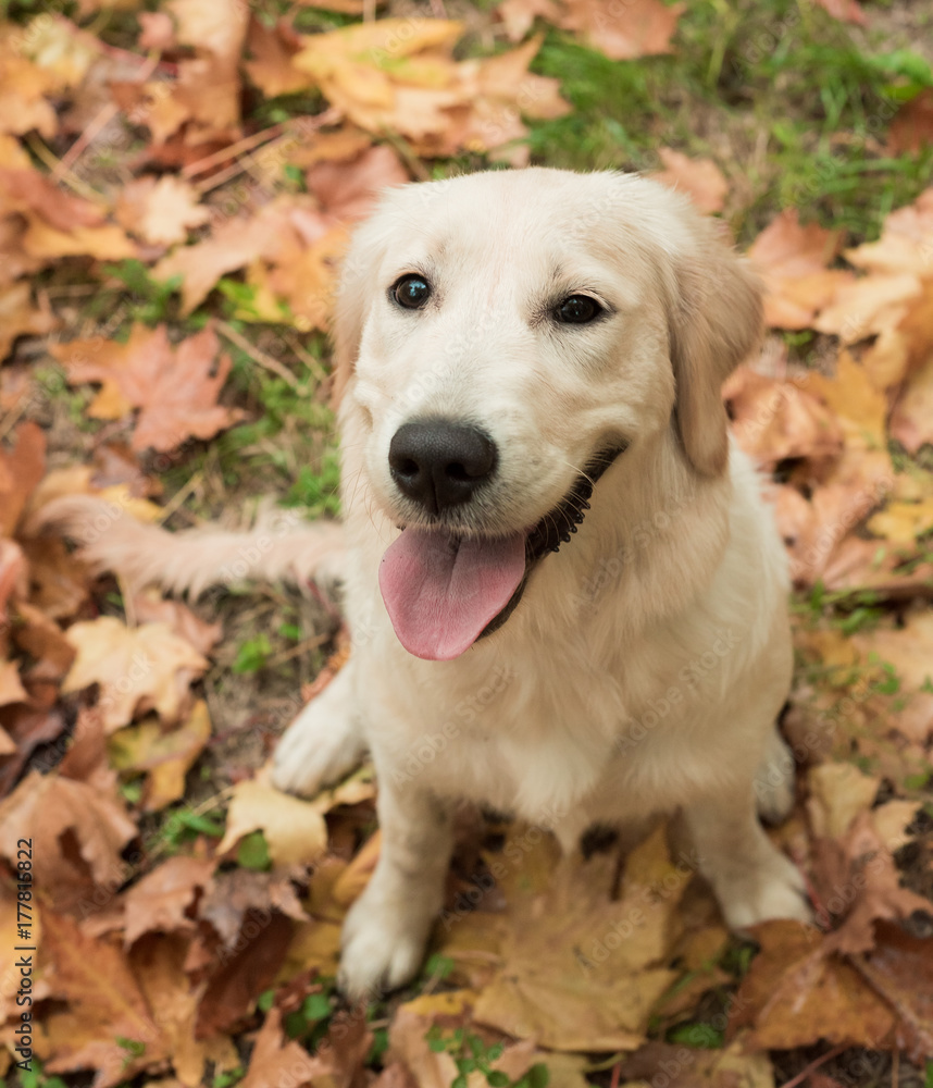 Closeup portrait of white retriever dog in autumn background. Dog on autumn leaves Closeup portrait of white retriever dog in autumn background. Dog on autumn leaves