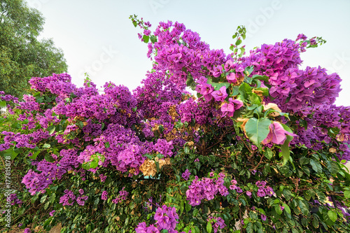 bougainvillea glabra