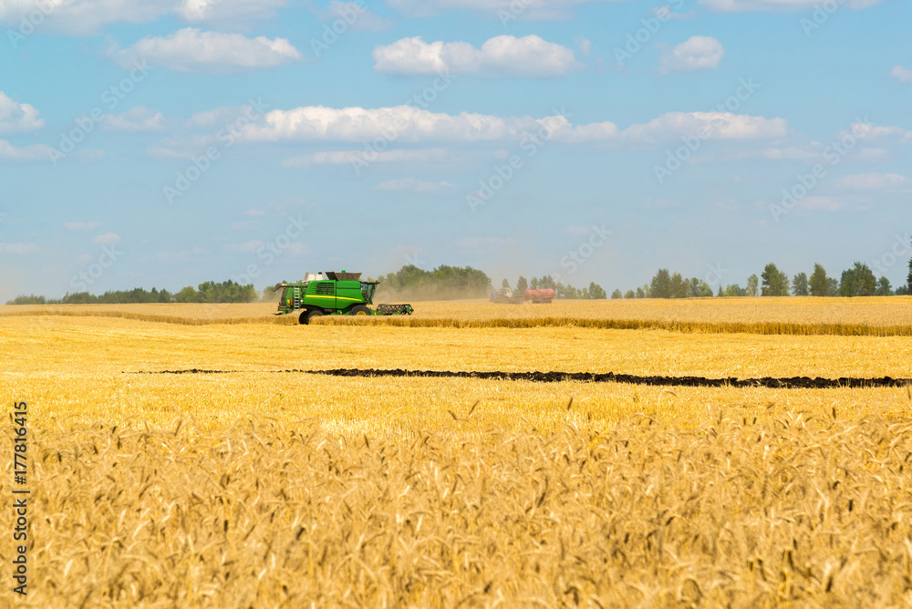 Agricultural machinery removes grain harvest on field. Russia