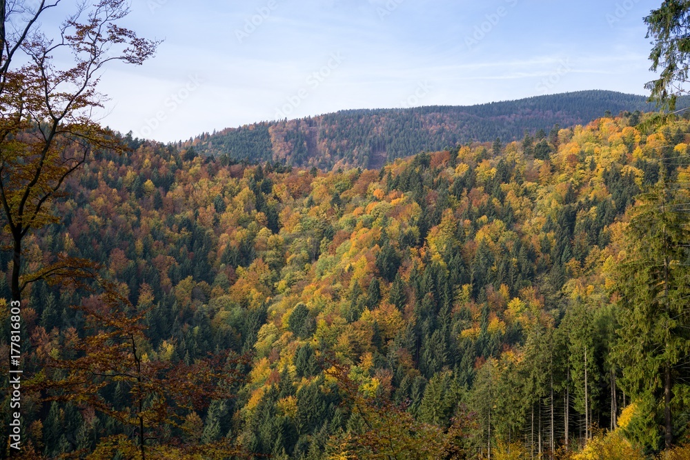 Colorful autumn leaves on the trees in nature. Slovakia