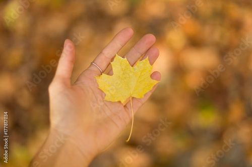 Autumn mood. Little maple leaf on a hand