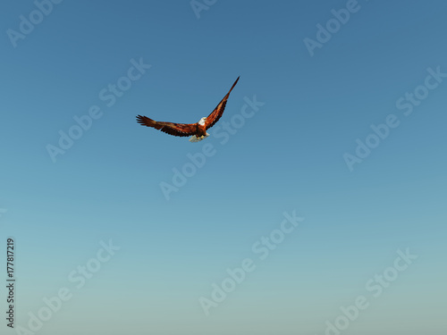 eagle in blue sky photo