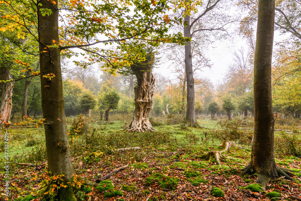 Bäume in einem Urwald in Niedersachsen Bäume in einem Urwald in Niedersachsen