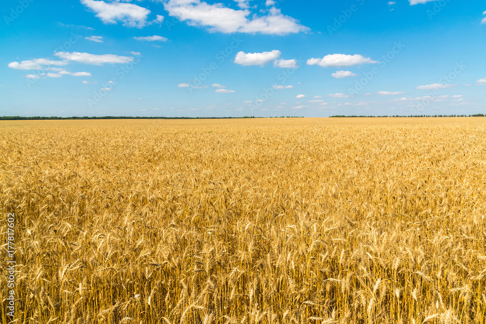 Naklejka premium field of ripe wheat on a sunny day