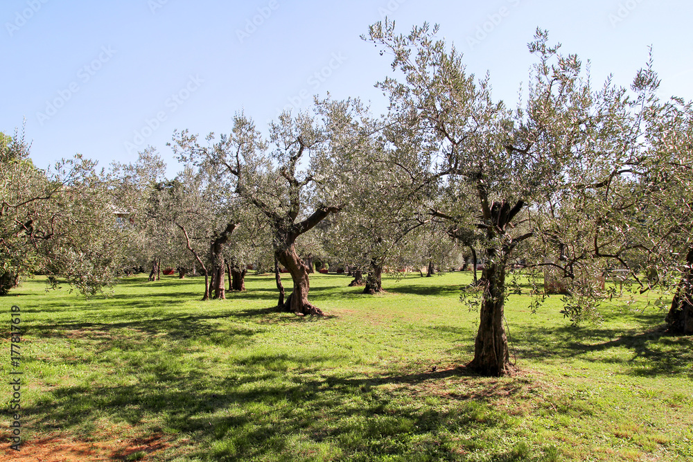 Olive grove. Concept of olives, tradition. Olive growing. View of an olive grove before harvesting olives, with the branches of trees full of ripe olives for the production of oil. Rural landscape. Olive grove. Concept of olives, tradition. Olive growing. View of an olive grove before harvesting olives, with the branches of trees full of ripe olives for the production of oil. Rural landscape.