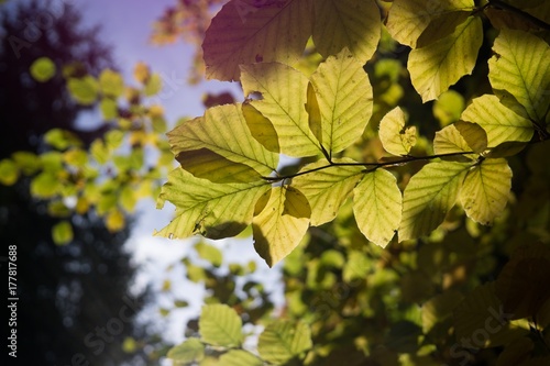 Green leaves on the tree against sun. Slovakia