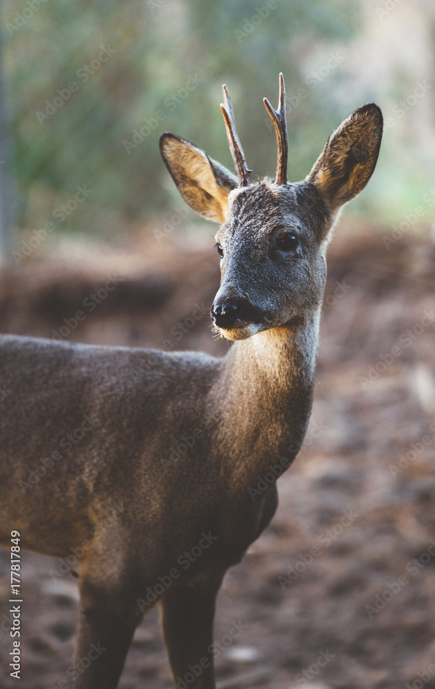 Obraz premium Roe deer (Capreolus capreolus) in the forest environment.