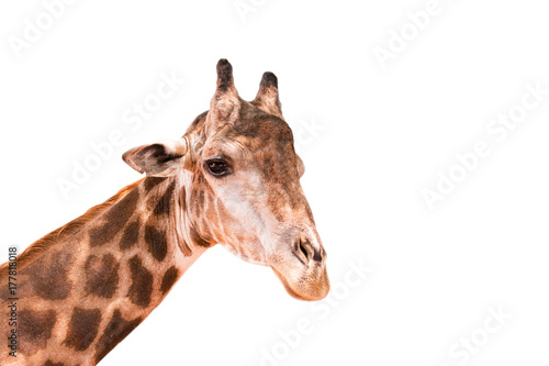 Fototapeta Naklejka Na Ścianę i Meble -  Giraffe on a white background.