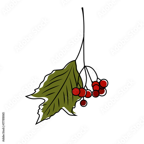 Viburnum icon