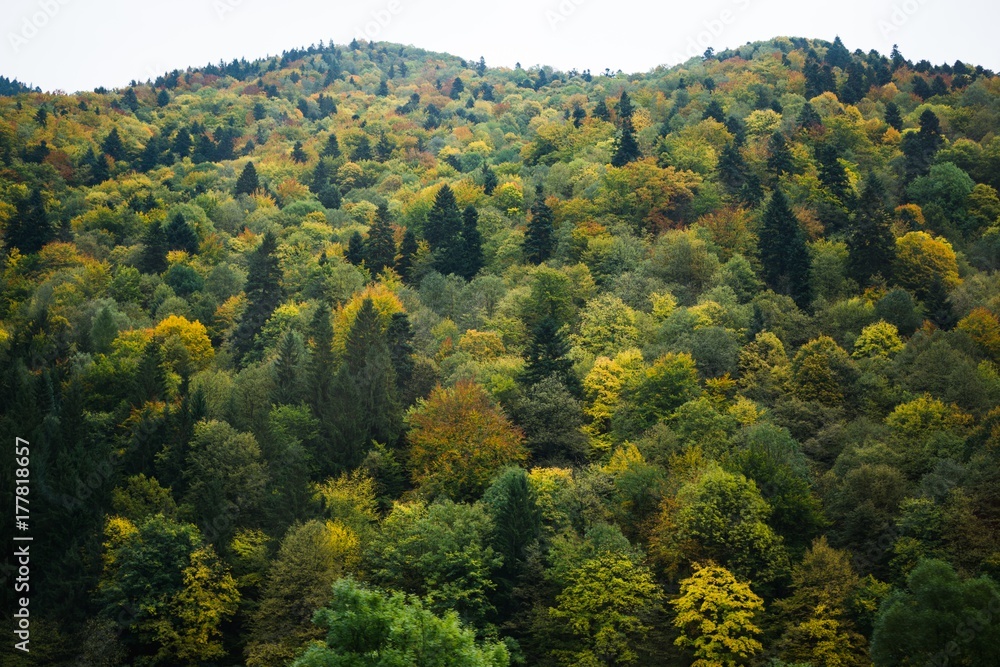 Colorful autumn leaves on the trees in nature. Slovakia Colorful autumn leaves on the trees in nature. Slovakia