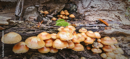 Pilze wachsen im Herbst in einem Wald