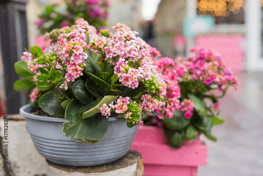 flower pot with purple flowers hang on the street. flower pot with purple flowers hang on the street.