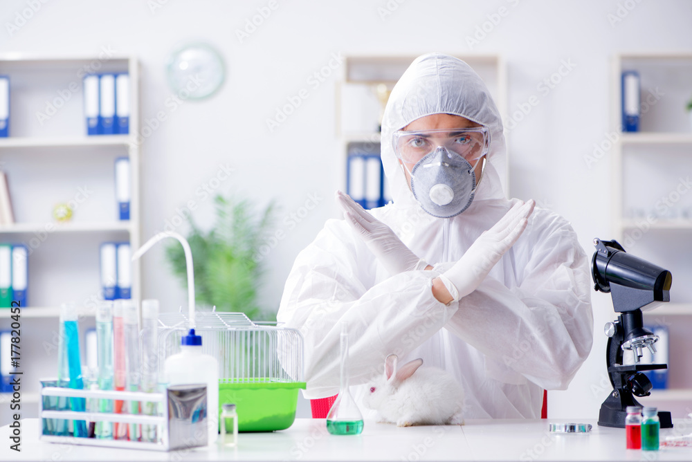 Scientist doing animal experiment in lab with rabbit Scientist doing animal experiment in lab with rabbit