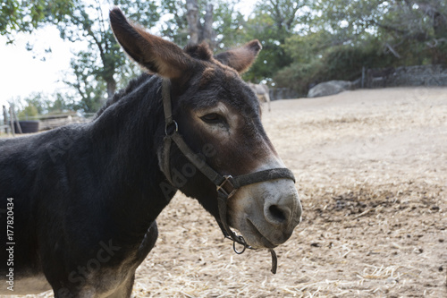 portrait of donkey standing behind a fence © passsy