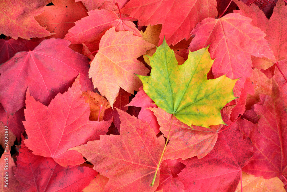 One green leaf, fallen prematurely One green leaf, fallen prematurely
