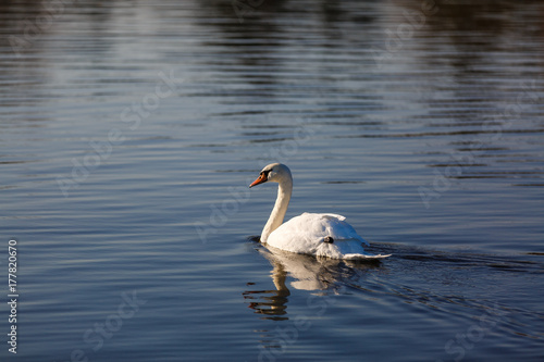 Graceful white swan